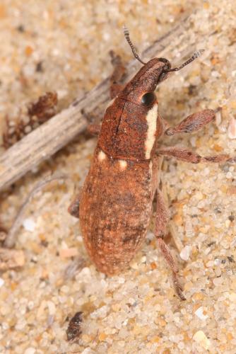 Pseudocleonus grammicus